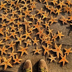 Low section of person by dead starfish on floor