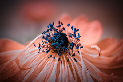 Close-up of orange flower