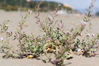 Close-up of plant