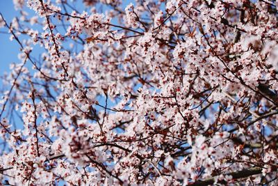 Low angle view of apple blossoms in spring