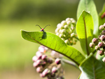 Close-up of insect on plant