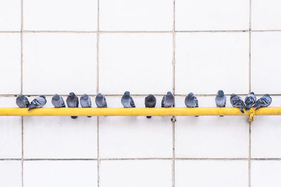 City birds, pigeons sit in a row on a yellow gas warm pipe on background a white wall.