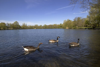 Adult canada geese - branta canadensis - on a lake in suffolk, uk