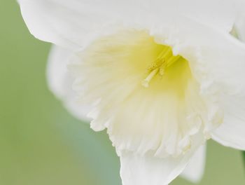 Close-up of white flower