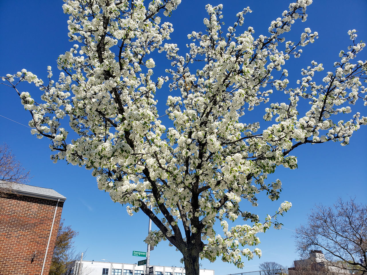 plant, tree, flower, nature, blossom, branch, sky, architecture, growth, spring, springtime, built structure, building exterior, flowering plant, beauty in nature, freshness, fragility, low angle view, no people, day, blue, clear sky, building, outdoors, fruit tree, cherry blossom, house, city, cherry tree, sunlight