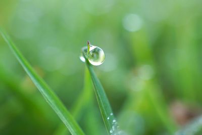 Close-up of wet grass