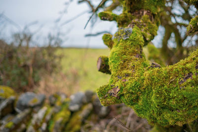Close-up of moss growing on tree