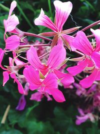 Close-up of pink flowers