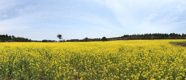 Scenic view of oilseed rape field against sky