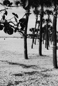 Branches of tree trunk