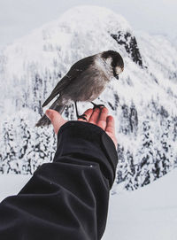 Midsection of person with bird in snow