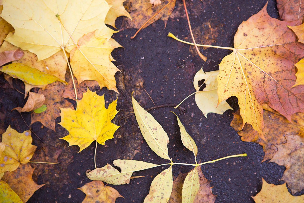 HIGH ANGLE VIEW OF DRY LEAVES ON AUTUMNAL