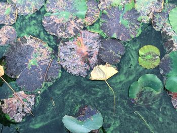 High angle view of leaves floating on lake