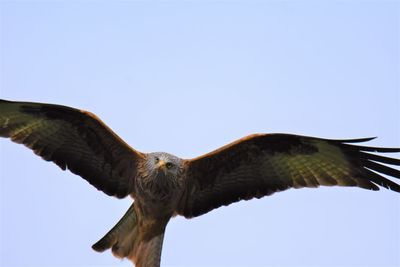 Low angle view of red kite flying against clear sky