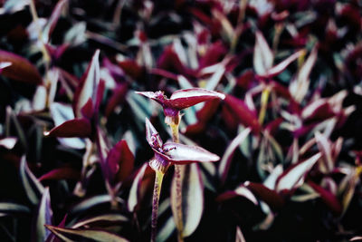 Close-up of pink flowering plant