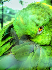 Close-up of parrot