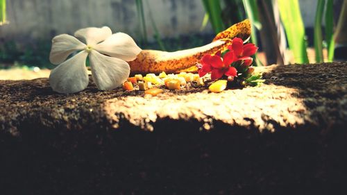 Close-up of flowers blooming outdoors