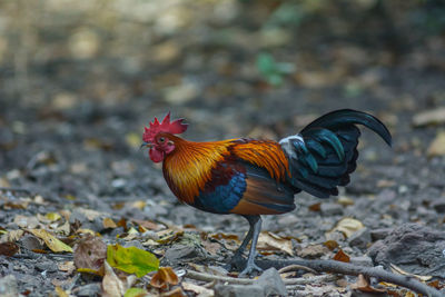 View of a bird on land