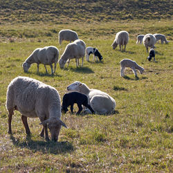 Many black and white sheep with their young lambs lie or stand spread out on a lush green meadow