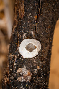 Close-up of hole on tree trunk