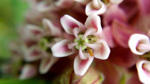 Close-up of flowers