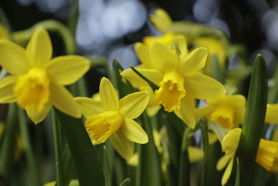 Close-up of yellow daffodil