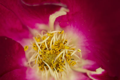 Close-up of pink flower