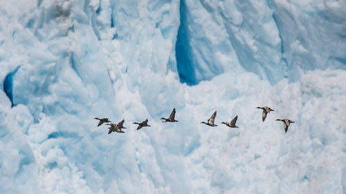 Ducks flying against glacier