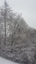 Bare trees against sky during winter