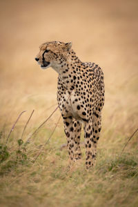 Cheetah on grassy field 