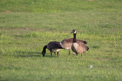 High angle view of bird walking on field