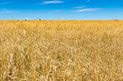 Wonderful field of yellow wheat ears ready to be harvested in summer with blue sky in background