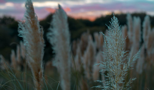 Close-up of fresh plants against sky during sunset