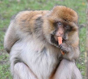 Barbary macaque eating carrot on field