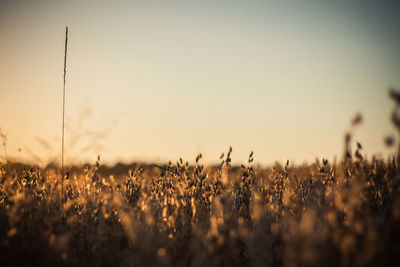 Plants growing on field against sky