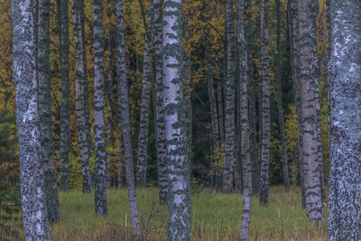 Panoramic view of pine trees in forest