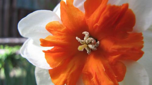 Close-up of orange flower