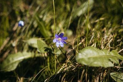 Close-up of purple flowering plant on field