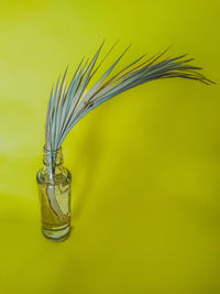 Close-up of plant against yellow background