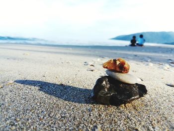 Close-up of seashell on sand at beach against sky