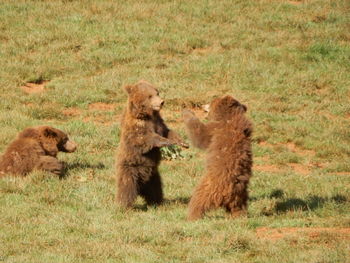 Bear cubs playing a boxing match in a spanish nature reserve.