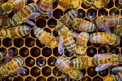 Full frame shot of honey