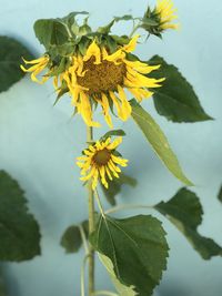 Close-up of yellow flowering plant