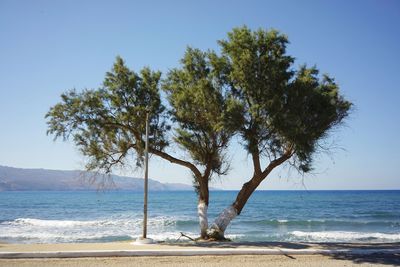 Tree by sea against clear sky