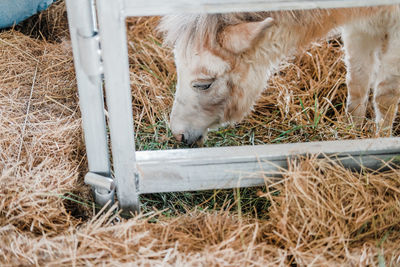 Sheep in a field