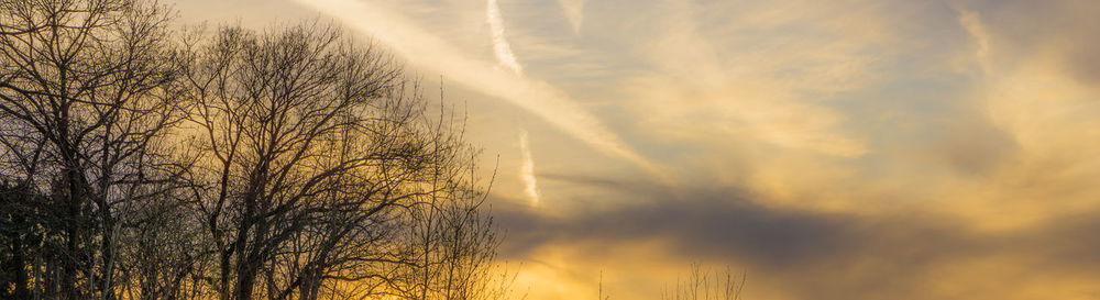 Low angle view of trees against sky