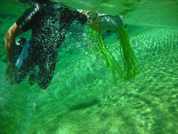 Close-up of jellyfish swimming in water