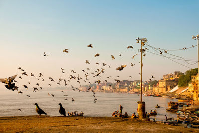 Flock of birds flying over beach