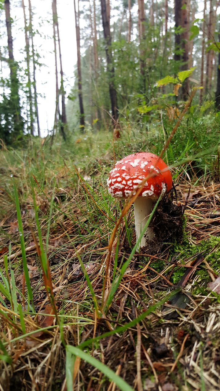 CLOSE-UP OF MUSHROOM GROWING IN FOREST