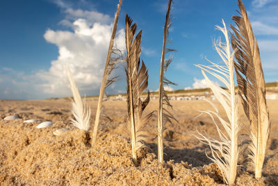 Close-up of stalks on sand against sky